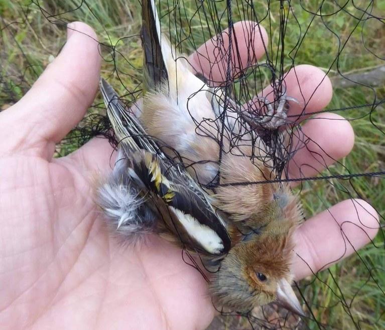 A finch caught in a Maltese trapper's net. Photo: Committee Against Bird Slaughter.