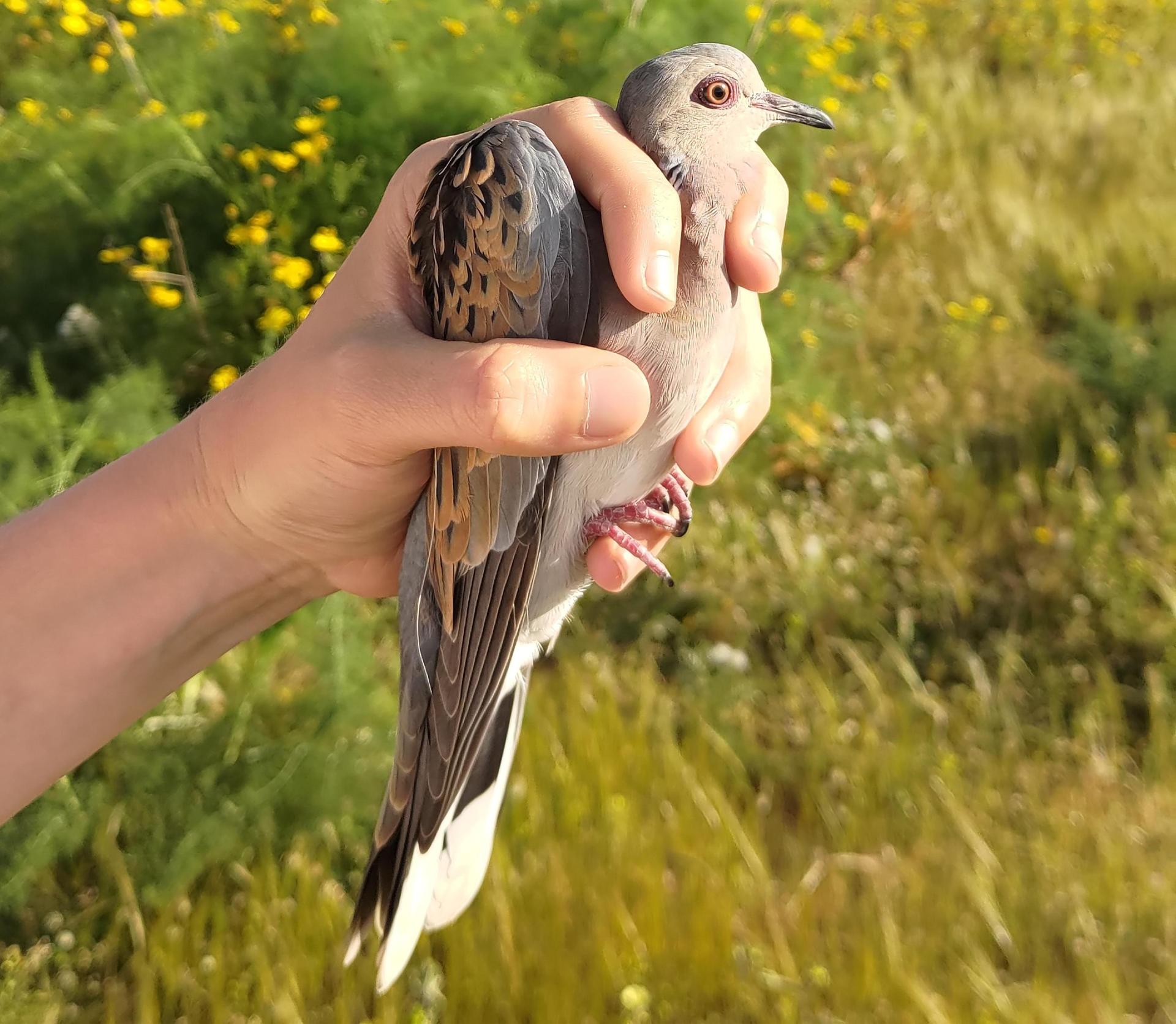 Shot turtle-dove rescued at Ġebel Ciantar on April 17. Photo: Nicholas Barbara/BirdLife Malta