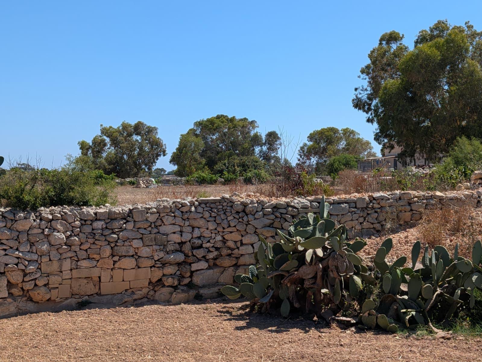 Eugenio Bugeja's field in Żurrieq.