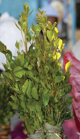Is the khat plant a cultural weed?