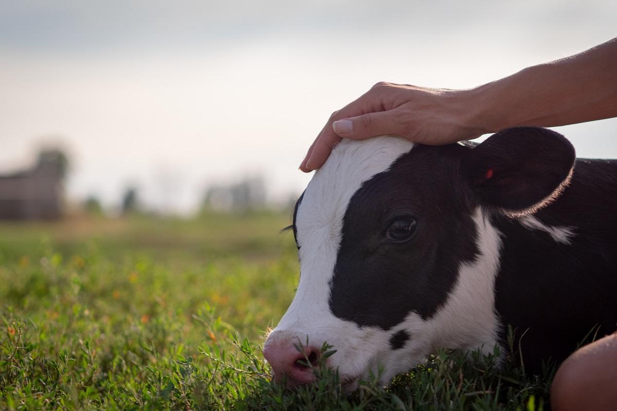 Animals have the right to live their short lives. Photo: Shutterstock.com