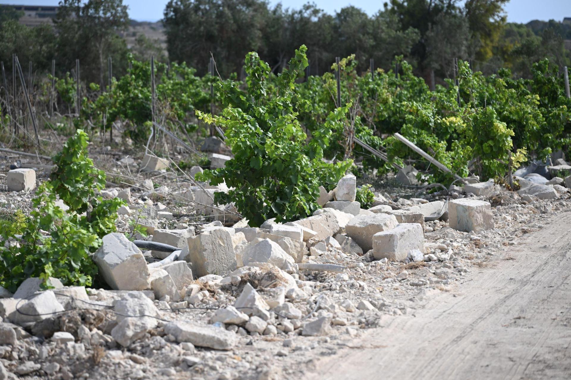 Large boulders lie scattered among shrivelled vines. Photo: Matthew Mirabelli