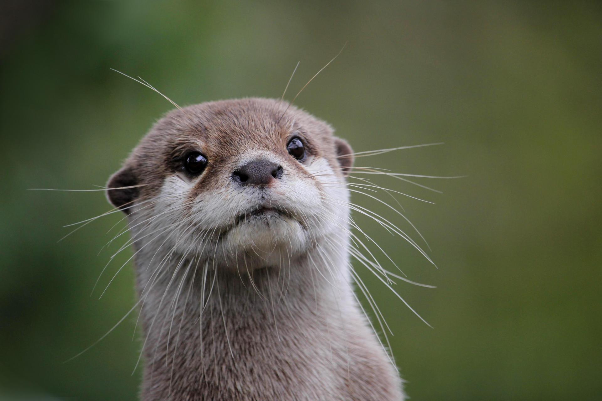 Otterly adorable\'?: Demand for cute selfies puts animals at risk