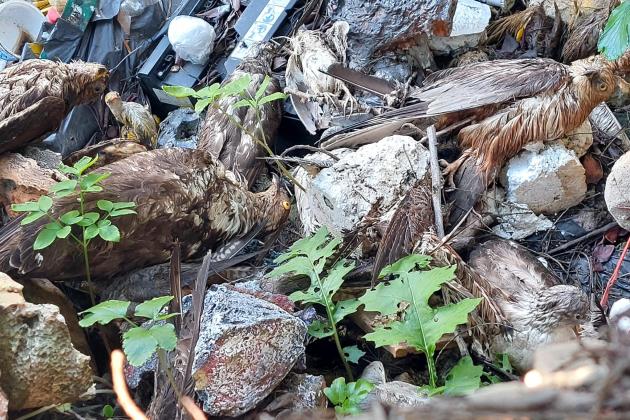 BirdLife Malta condemns reopening of stuffed bird transfers ahead of election
