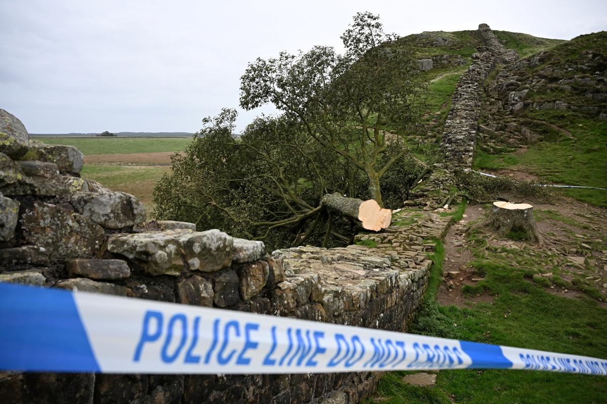 The felled Sycamore Gap tree, is pictured behind a police cordon, along Hadrian's Wall, near Hexham, northern England on September 28, 2023. Photo: Oli SCARFF / AFP.