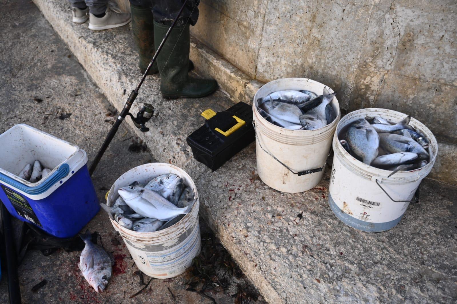 Buckets of fish in the wake of Storm Harry. Photo: Matthew Mirabelli