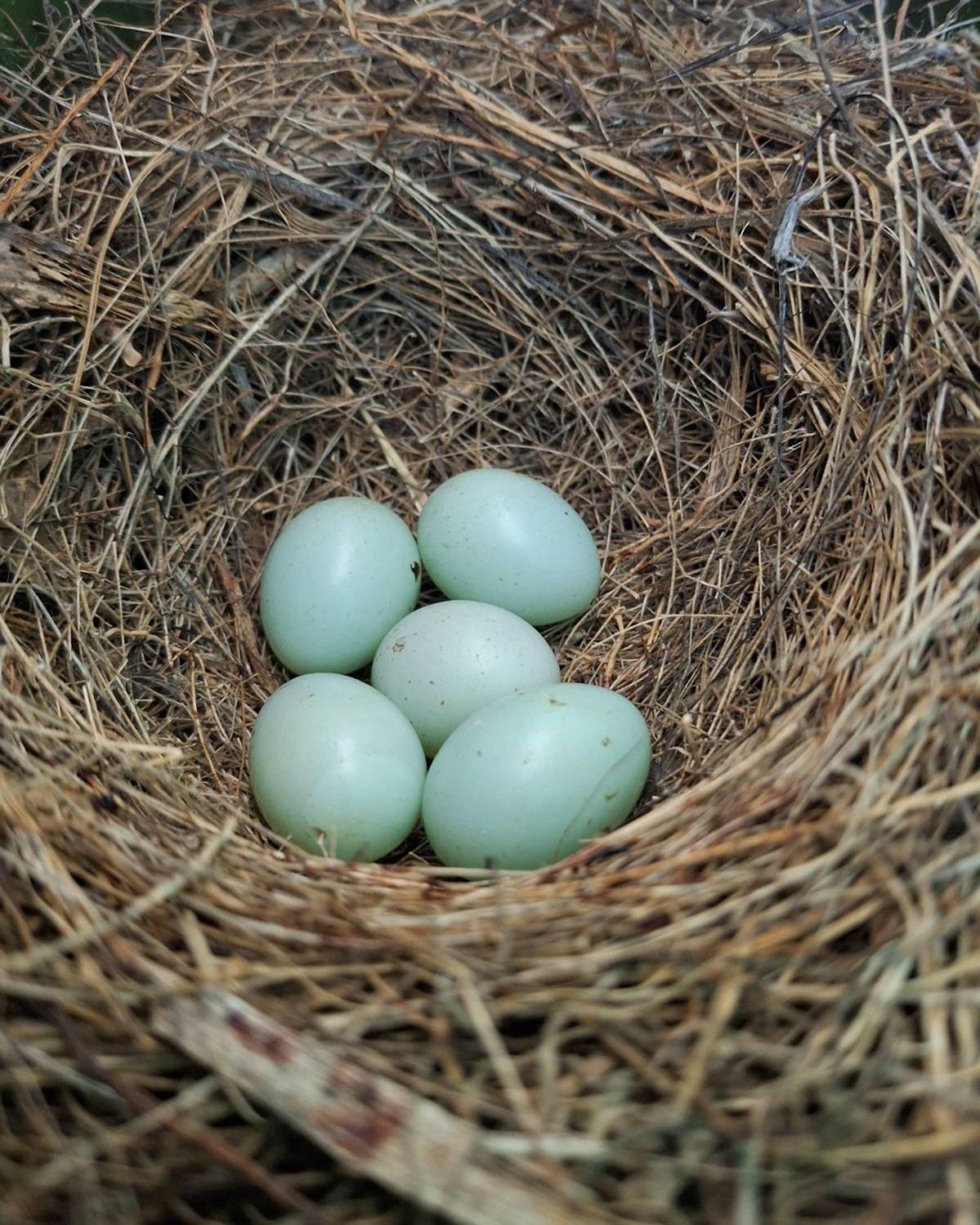 Not only are the males of the species blue, but so are the birds&rsquo; eggs