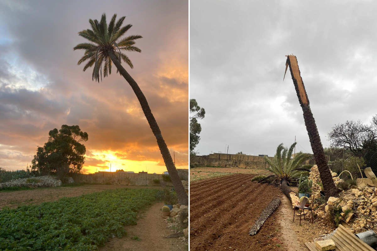 Formerly Malta's tallest palm tree in Birżebbuġa before and after the gale-force winds. Photo: David Carabott.