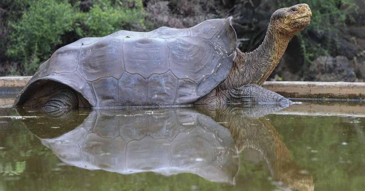 Diego the Tortoise to return home after fathering hundreds of babies