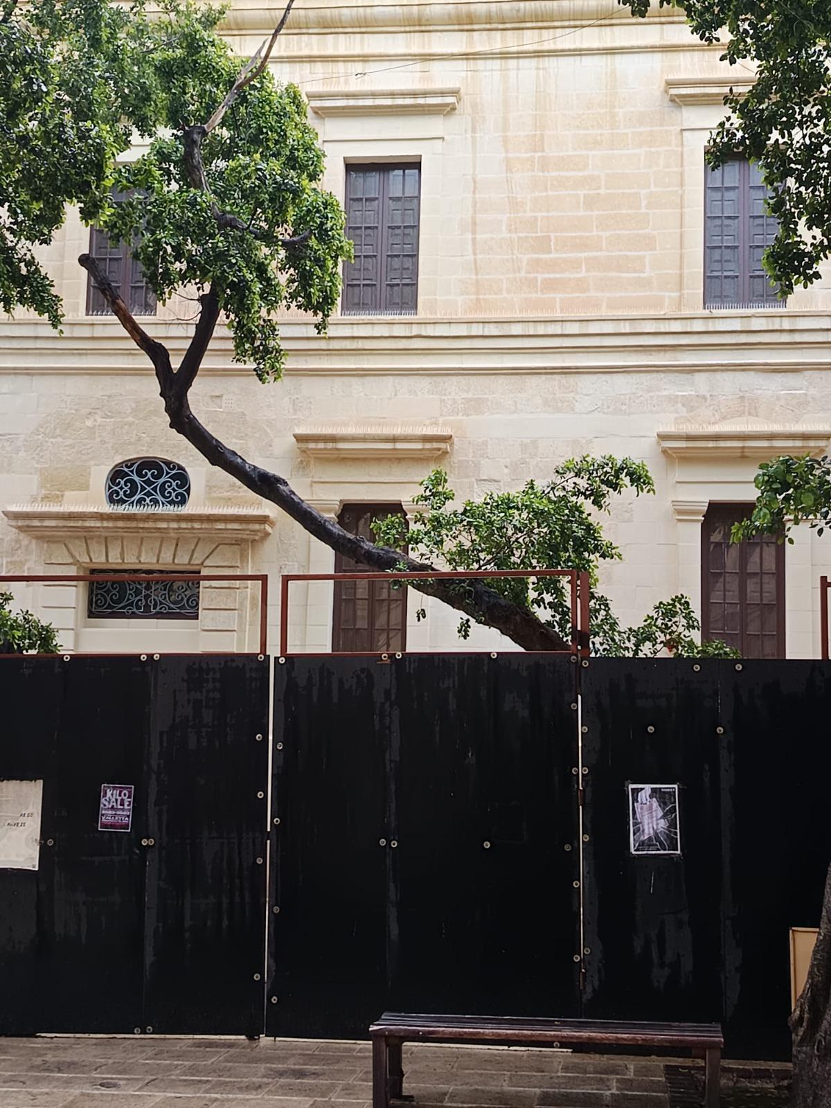 The protected tree that is slated for removal. Photo: St John&rsquo;s Co-Cathedral Foundation