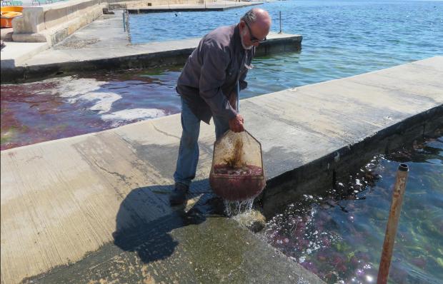 Photo: Alan Deidun, coordinator Spot the Jellyfish campaign