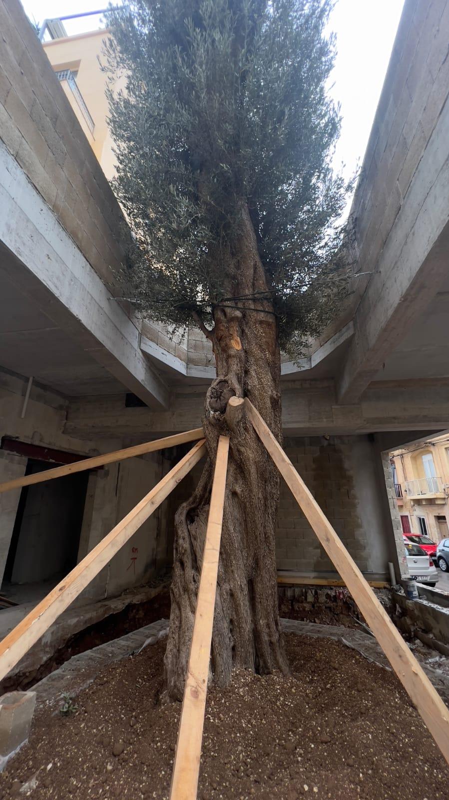 The olive tree was seen transported by workers on Thursday morning. Photo: Jonathan Borg
