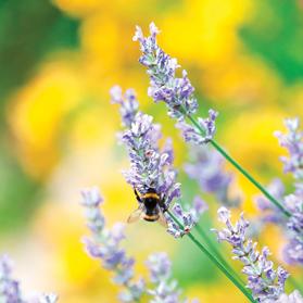 Several kinds of bees are attracted to lavender&rsquo;s colour and flower.
