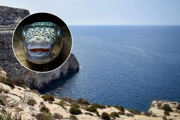 Malta’s bays ‘becoming alien worlds’, says leading marine biologist