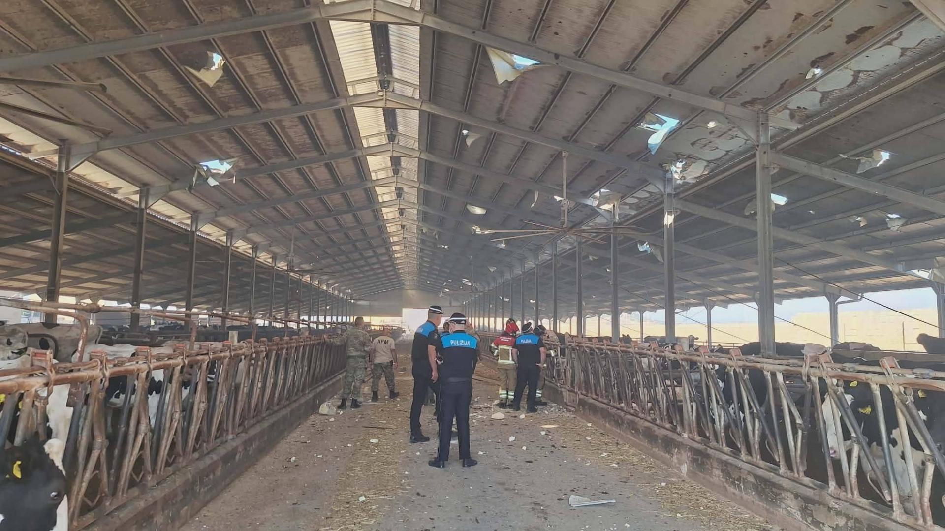 Police inspecting the cow farm on Monday. Photo: James Vella, Facebook