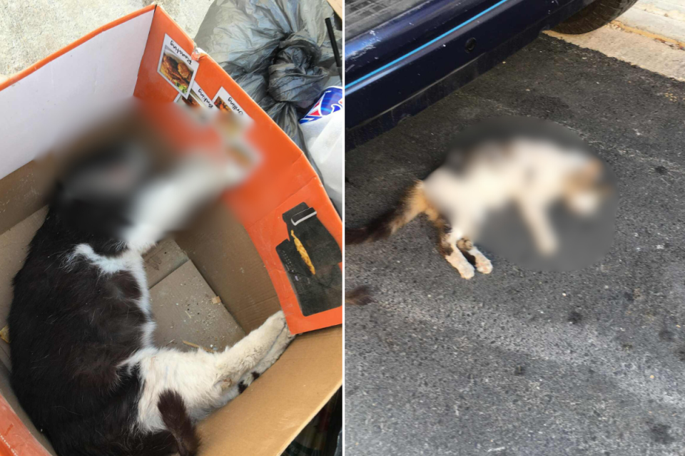 The first cat, a black and white cat, was found in a box on 7 June. Days later, a calico or 'Tal-Madonna' cat was found dead in the street. Photo: Facebook