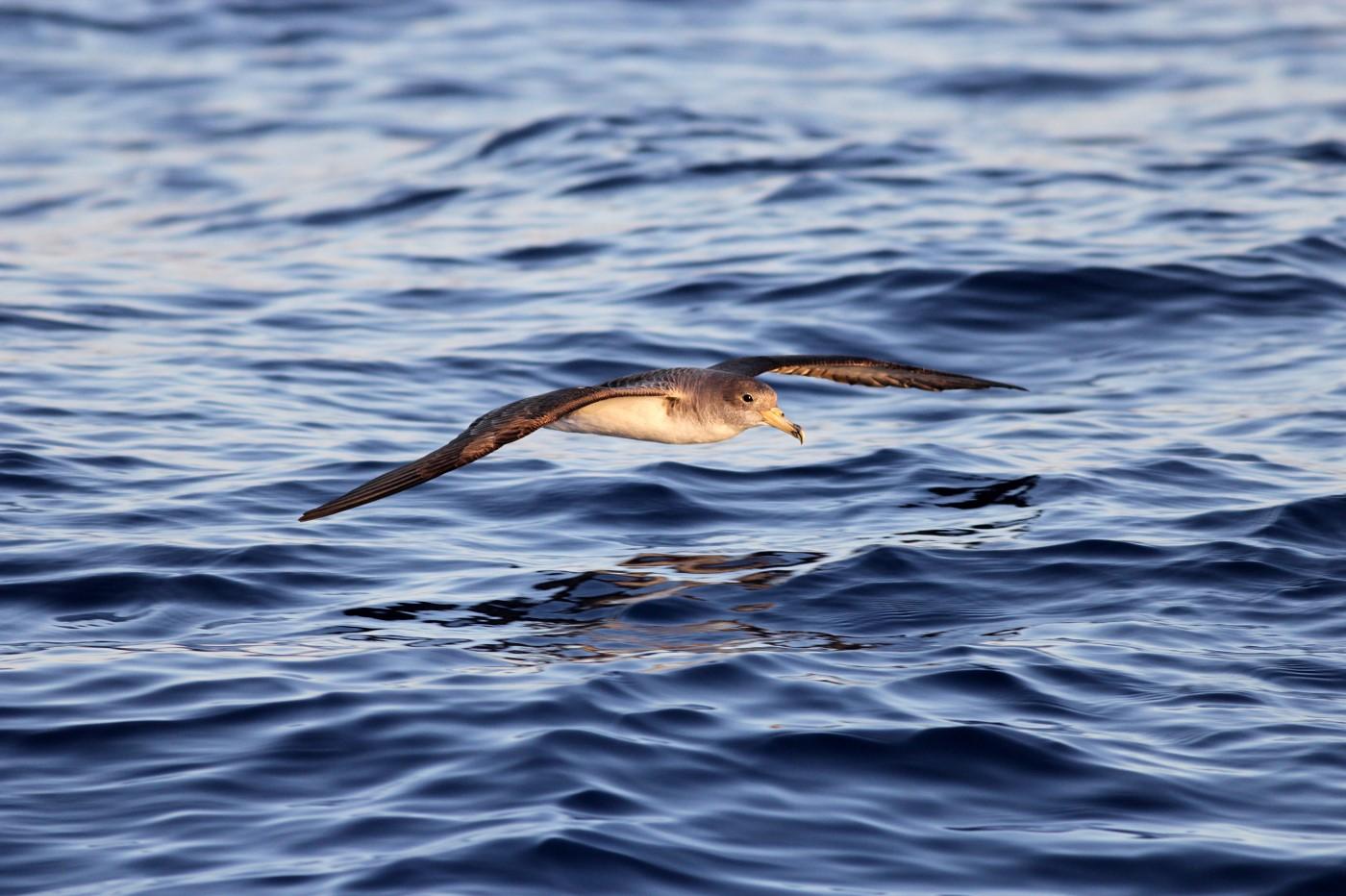 Shearwaters gather in rafts at sea, waiting for the dark to fly in to their nests. Photo: Aron Tanti