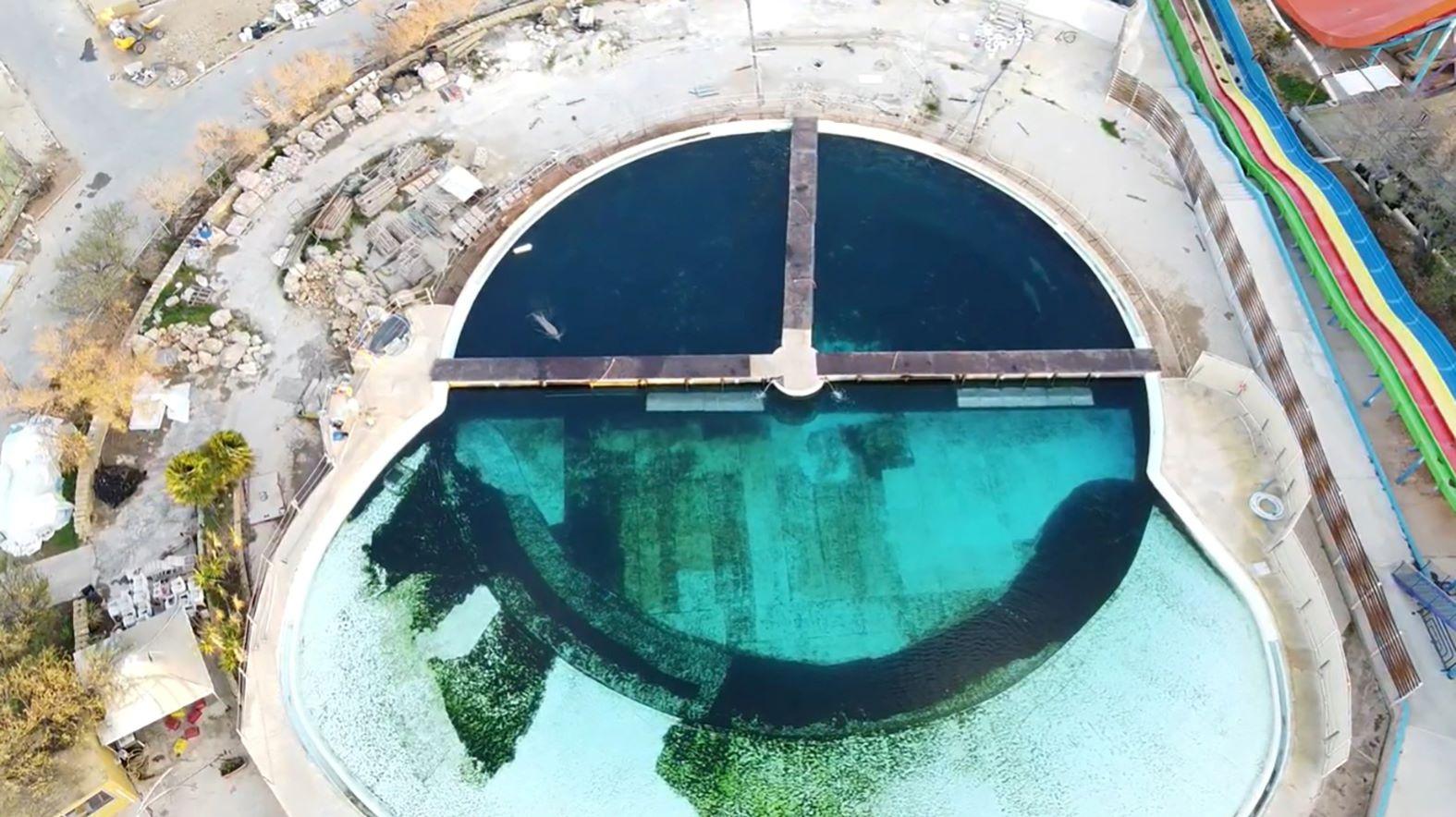 The activists raised concerns that the water is so murky that the dolphins are barely visible. The park says the algae is beneficial for the dolphins.