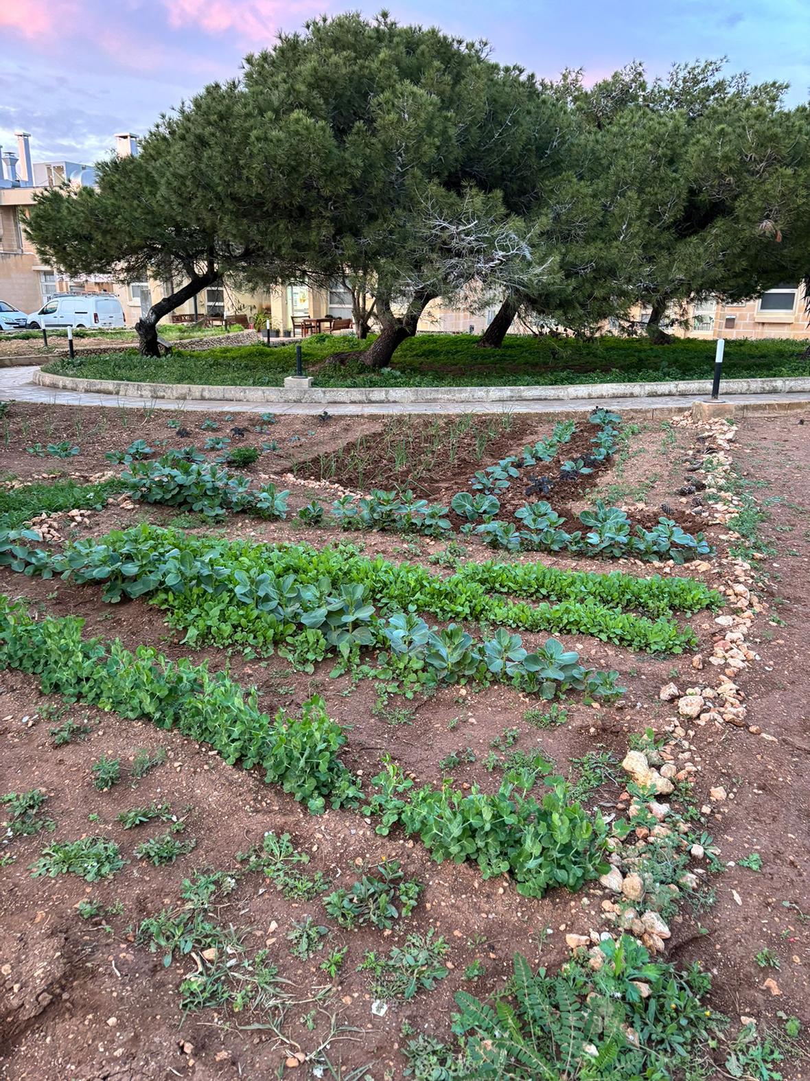 The community garden plot