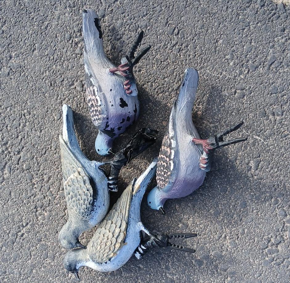 Confiscated turtle-dove decoys from Ħal Far on April 14. Photo: Alice Tribe/BirdLife Malta