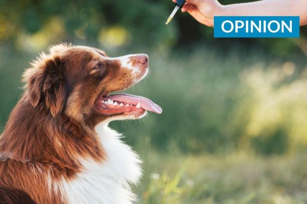 Could cannabis play a role in Malta’s veterinary future?