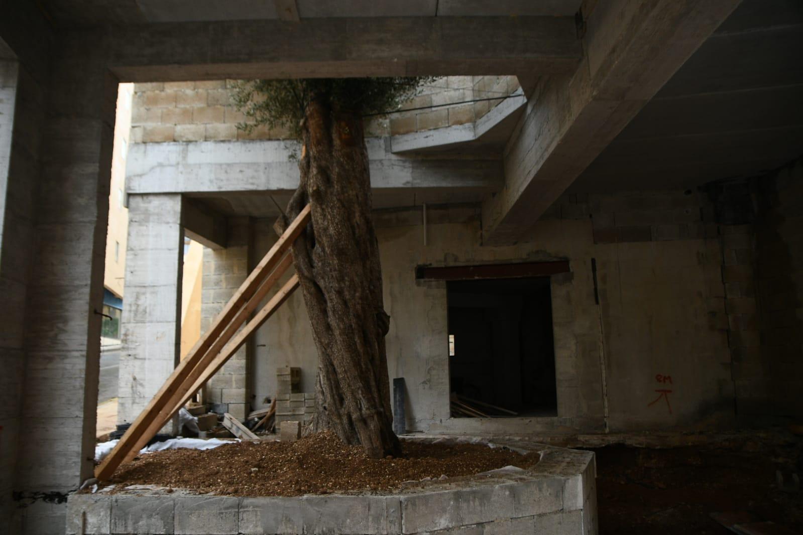The eucalyptus tree formerly in the area was chopped down after it wilted. Photo: Jonathan Borg