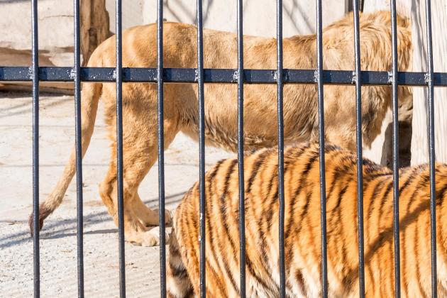 €10,000 fine for keeping a tiger caged in a Marsascala field