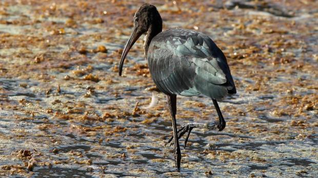 A Glossy Ibis. Photo: BirdLife Malta