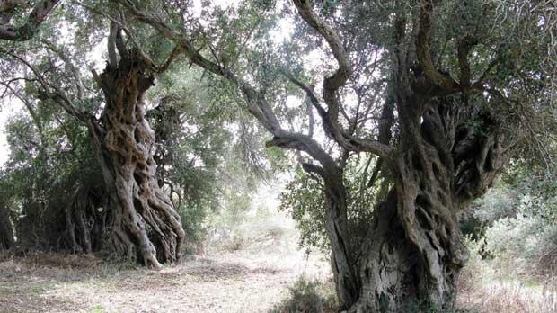 Mepa offering better protection for old trees