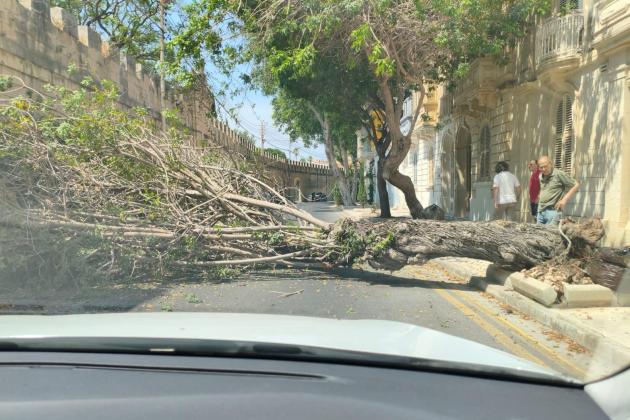 Lucky escape for two drivers as large tree collapses on Attard road