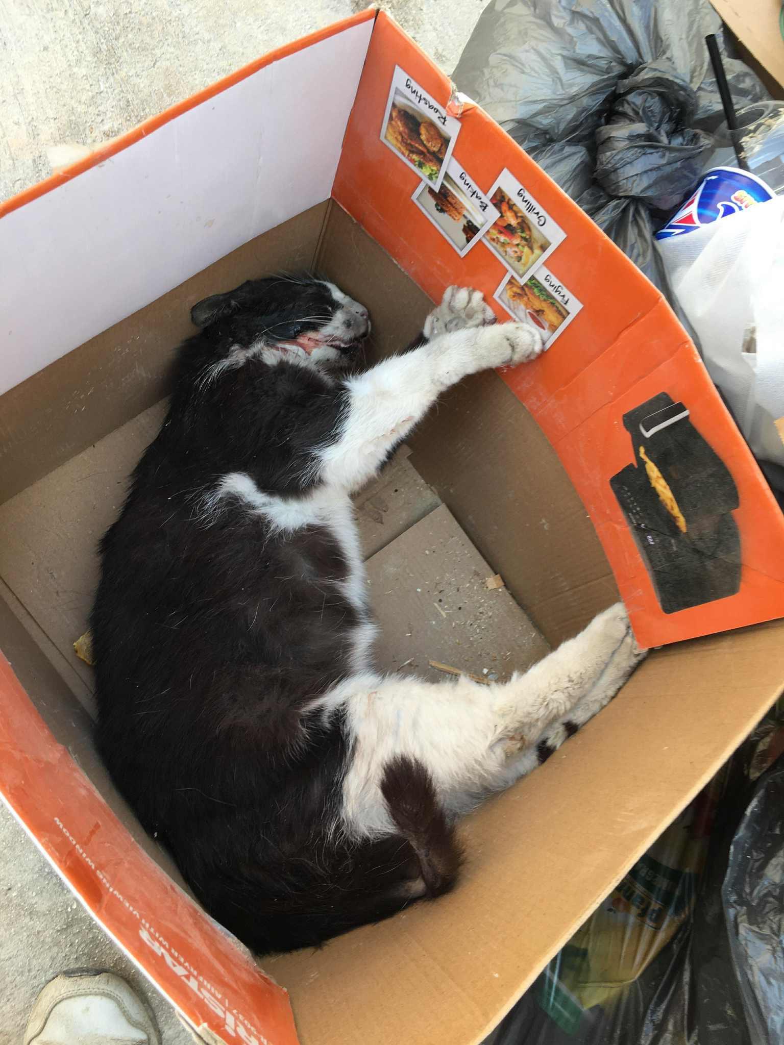 The allegedly first cat found dead in a box earlier this month. Photo: Facebook