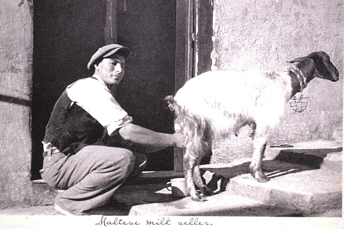 A striking photo postcard of a seller milking a goat.