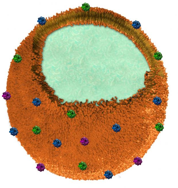 Handout image issued by the University of California of a &ldquo;nanosponge&rdquo; which can circulate through the bloodstream mopping up dangerous toxins, including the one produced by MRSA. Photo: Zhang Research Lab/PA