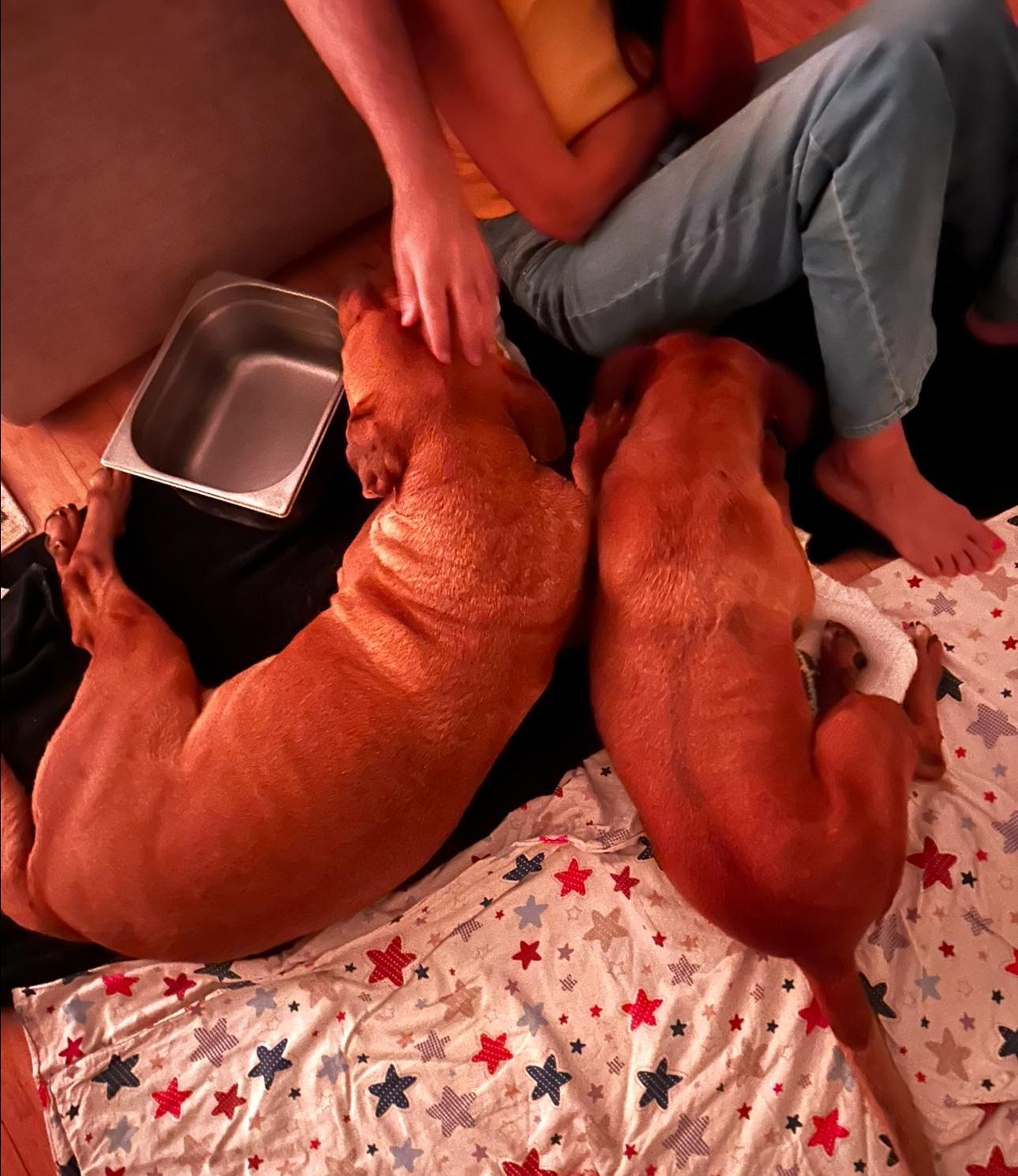 Even during his final night, Bella, Bruno's sister was by his side. Photo: Mathias Davidescu