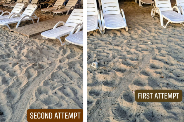 Turtle fails to nest at Armier Bay after sunbeds block path