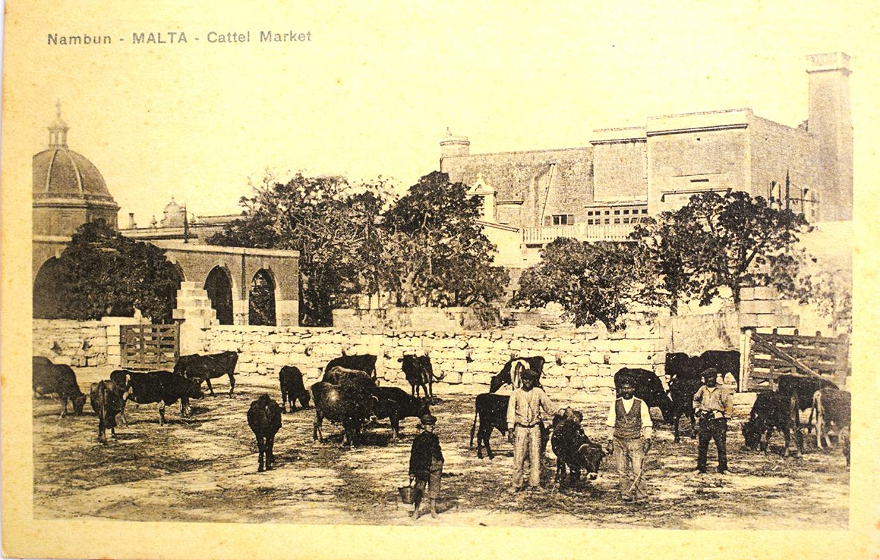 Ħamrun cattle market. Attributed to Antonio Micallef. Note the typos in the caption.