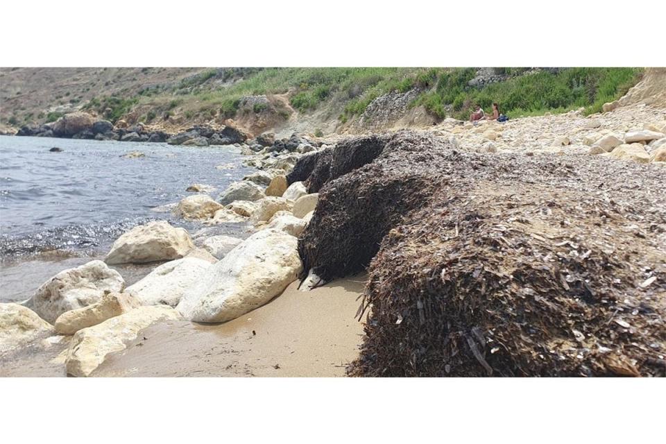 A mound of seagrass (Posidonia oceanica) on a beach in the Maltese islands, teeming with life. Photo: Karen Fiorini (Malta Chamber of Scientists)