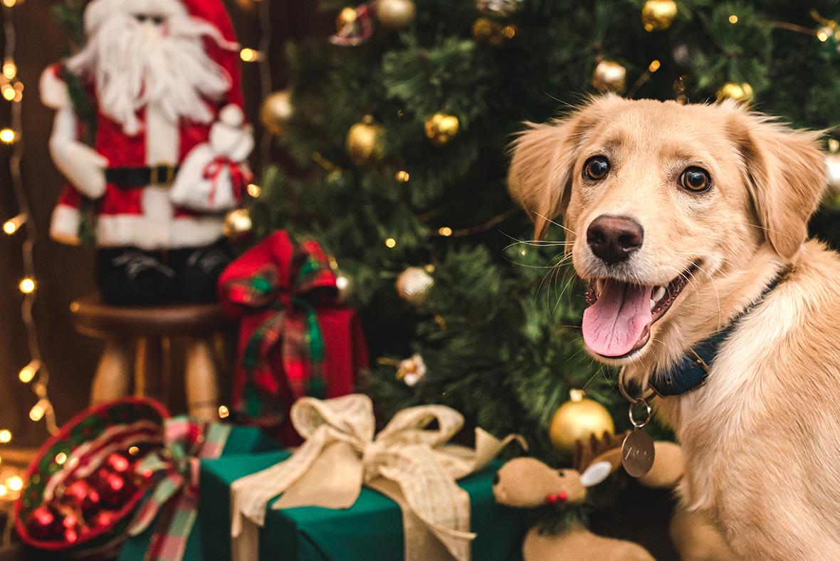 A dog brings with it a number of heavy commitments. Photo: Shutterstock.com