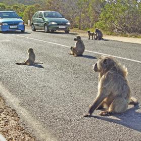 On the outskirts of Cape Town you are likely to see baboons by the side of the road.