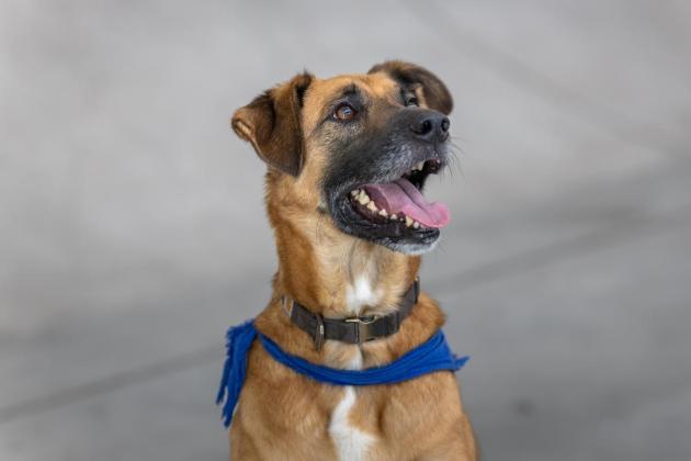 Former MSPCA rescue dogs congregate in Naxxar palazzo for animal welfare event