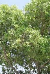 Even trees need a strategy