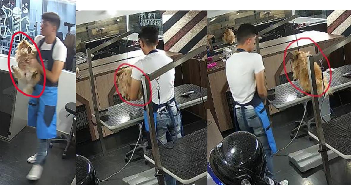 The dog scrambling as the groomer lifts it, places it on the table and ties the &lsquo;noose&rsquo; around its neck.