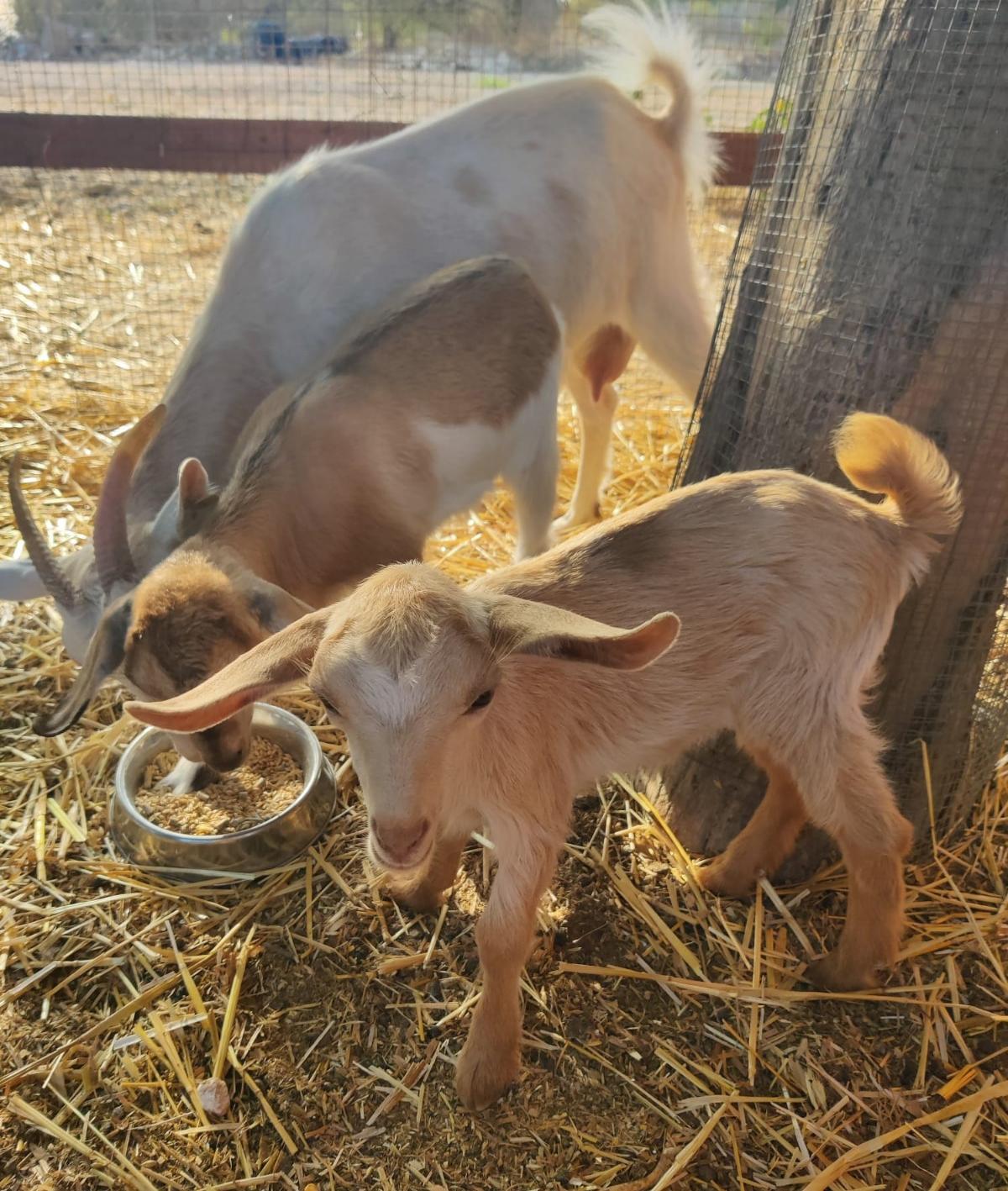 Three of the missing goats. Photo Brian Baguley