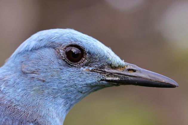 Where does the Merill nest? Public asked to keep an eye on national bird