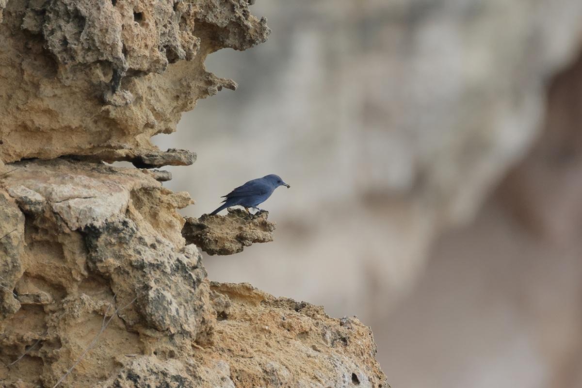 A Blue Rock Thrush perched on a cliff face