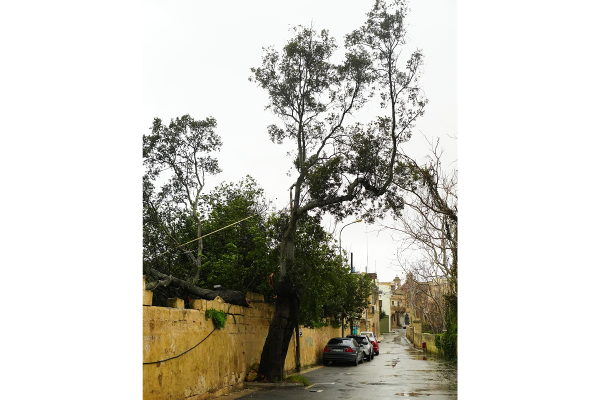 Żebbuġ's &mdash; and Malta's &mdash; oldest oak tree in happier days. Photo: Żebbuġ Local Council/Facebook.