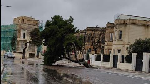 This tree in Ta' Xbiex survived World War Two. Hopefully it can be saved, architect Edward Said said.