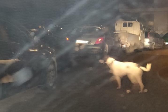 One of the stray dogs pictured early this morning. Picture: Ang&eacute;lique Attard