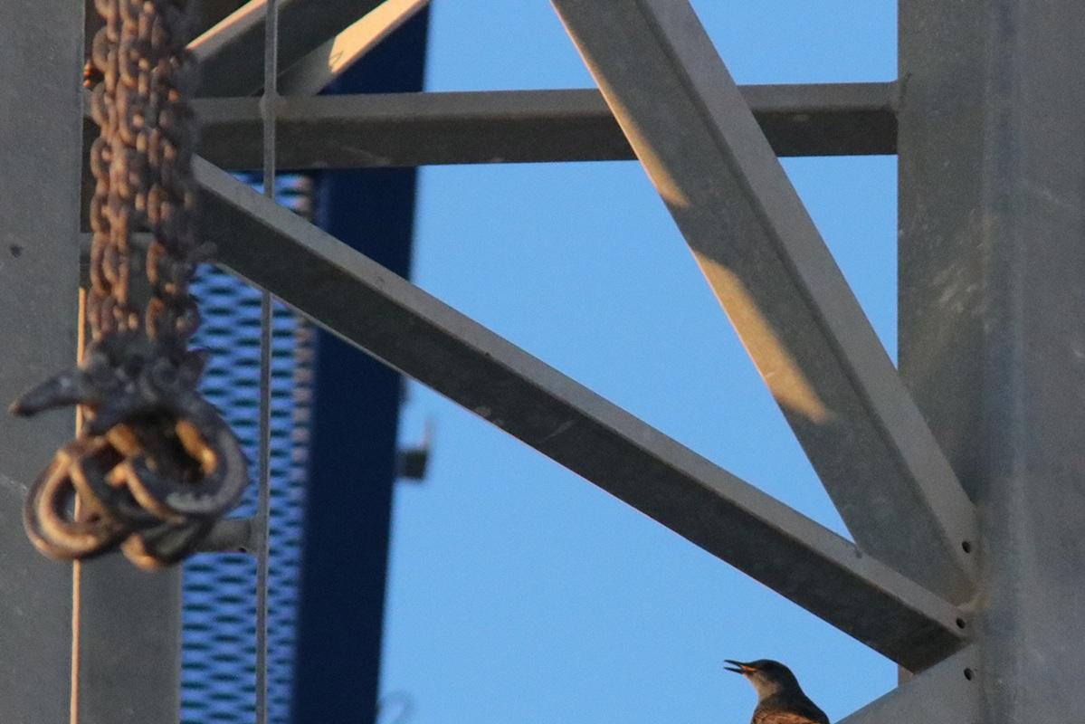 A female Blue Rock Thrush on a construction site