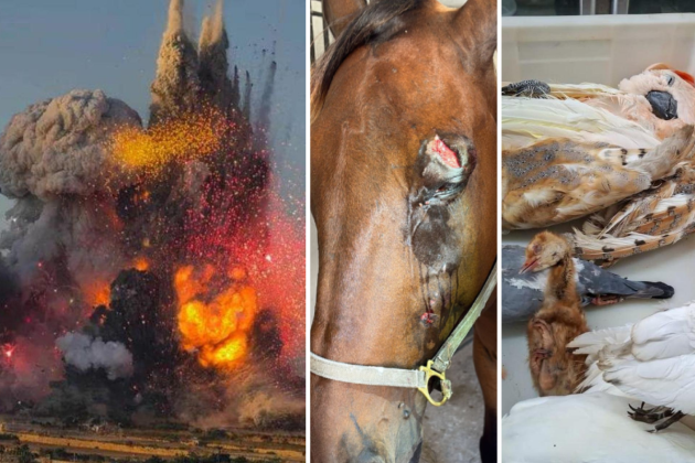 Malta MEPs defend fireworks after blast that killed animals, injured farmers